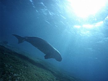 Dugong dugong - red sea - Marsa Alam - Nikonos III 15mm by Serafini Mauro 